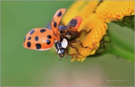 <p>SLUNÉČKO VÝCHODNÍ (Harmonia axyridis) ---- /Asian ladybeetle - Asiatischer Marienkäfer/</p>